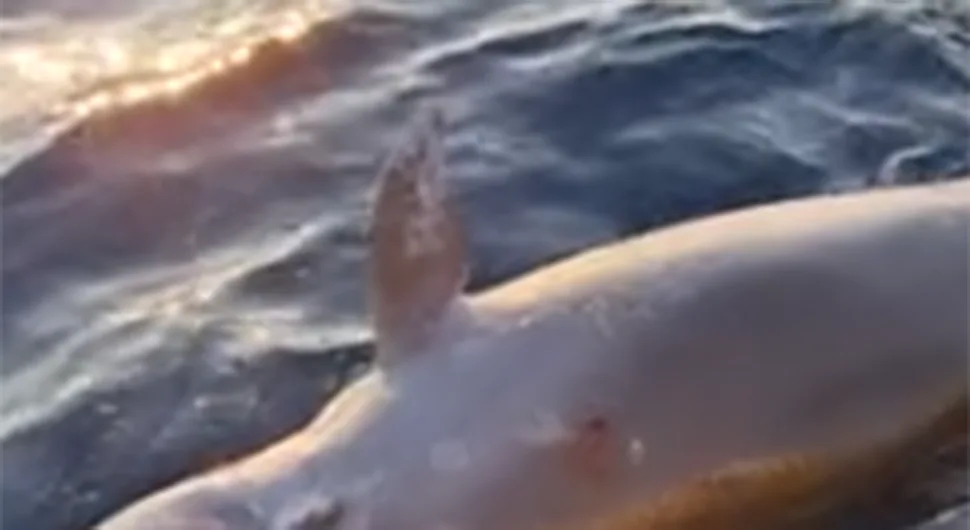 delfin ubijen.webp